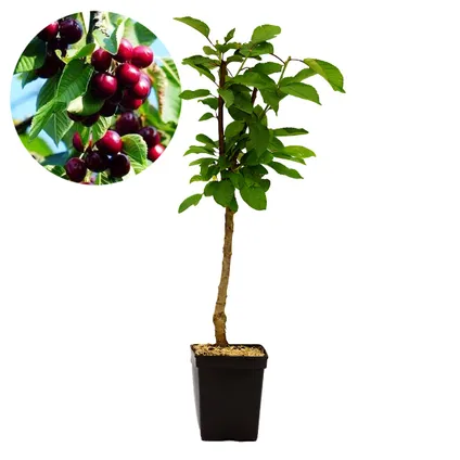 arbres fruitiers Schramas.com Pomme Poire Cerise + Pot 23cm 3 pcs 3