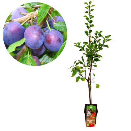 Schramas.com pruimenboom Prunus domestica Opal S766 + Pot 23cm