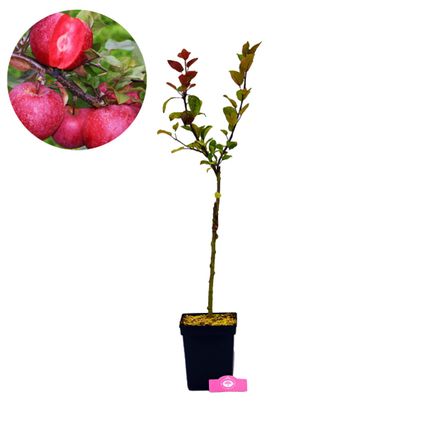 Schramas.com Malus domestica Baya Marisa pomme rouge a chair rouge + Pot 23cm