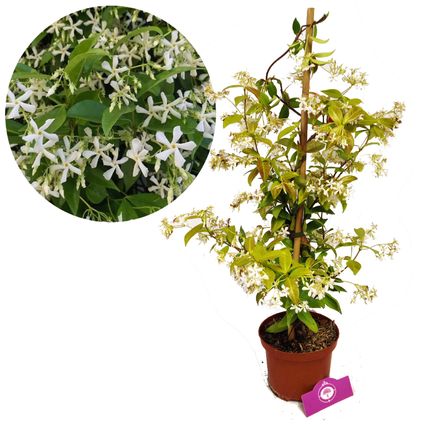 Schramas.com Toscaanse jasmijn Trachelospermum jasminoides + Pot 17cm