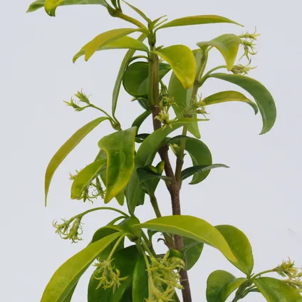 Schramas.com Toscaanse jasmijn Trachelospermum jasminoides + Pot 17cm 2