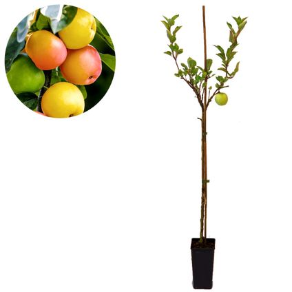 Schramas.com appelboom Malus domestica Sweet Summer speciaal soort + Pot 14cm