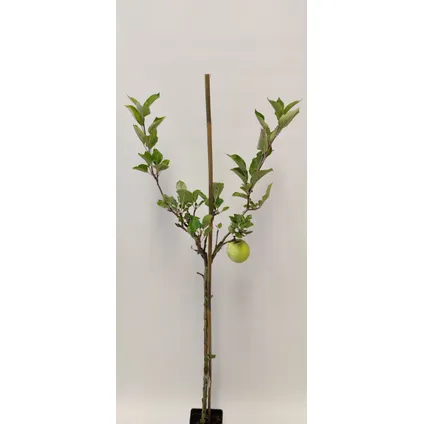 Schramas.com appelboom Malus domestica Sweet Summer speciaal soort + Pot 14cm 2