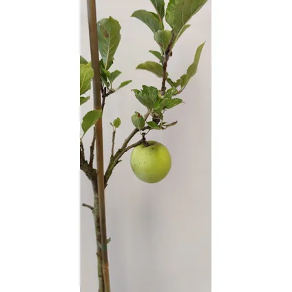 Schramas.com appelboom Malus domestica Sweet Summer speciaal soort + Pot 14cm 3