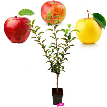 Schramas.com appelboom Malus domestica 'Trio appel B' drie soorten aan één boom + Pot 23cm