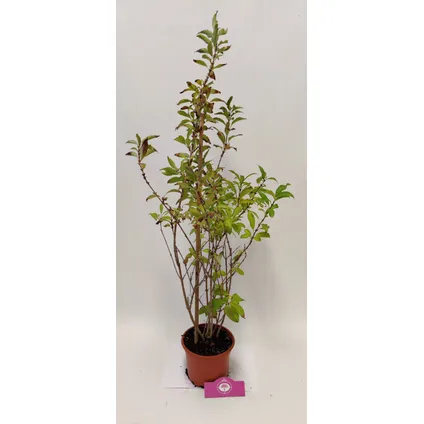 Schramas.com Chinees klokje Forsythia intermedia Lynwood + Pot 17cm 3
