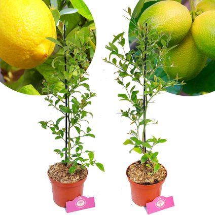 Schramas.com Citrus planten Limoen Citroen + Pot 17cm 2 stuks
