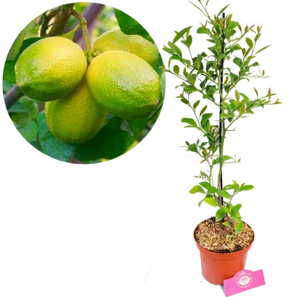 Schramas.com Citrus planten Limoen Citroen + Pot 17cm 2 stuks 2