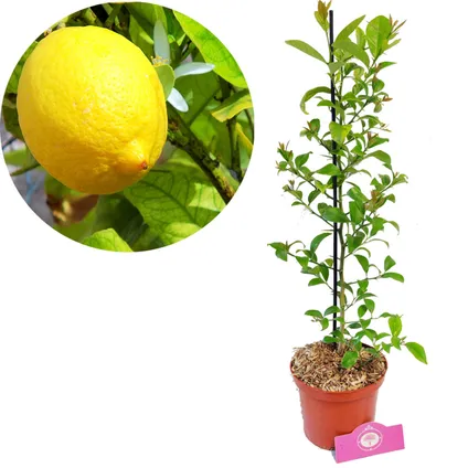 Schramas.com Citrus planten Limoen Citroen + Pot 17cm 2 stuks 3