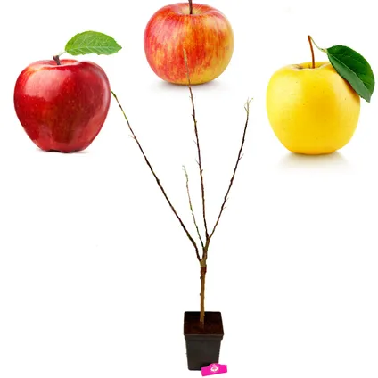 Schramas.com appelboom Malus domestica 'Trio appel C' drie soorten aan één boom + Pot 23cm 3