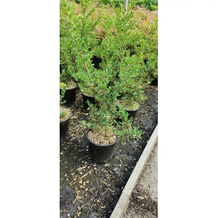 Houx japonais Schramas.com Ilex crenata Green Hedge + Pot 17cm 2