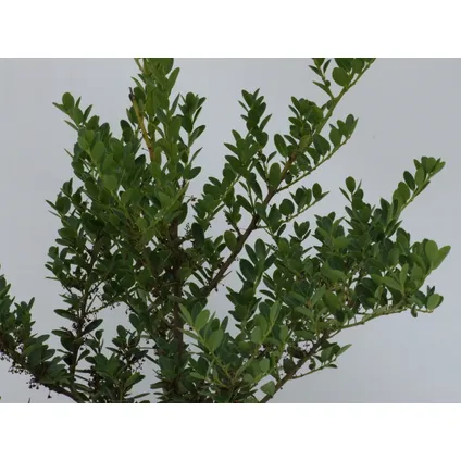 Schramas.com Japanse hulst Ilex crenata Green Hedge + Pot 17cm 3