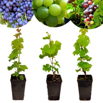 raisins de cuve Schramas.com Vitis vinifera Chardonnay Merlot Sauvignon + pot 15cm