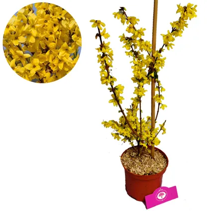 Forsythia intermedia Schramas.com Flojor Minigold + Pot 17cm