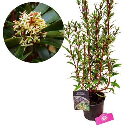 Schramas.com Drimys lanceolata Red Spice Tasmaanse peperboom + Pot 17cm