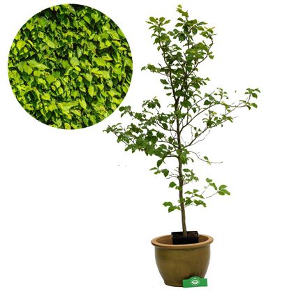 Schramas.com beukenhaag Fagus sylvatica groen + Pot 19cm