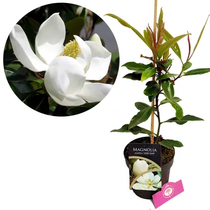 Schramas.com Magnolia Litte Gem + Pot 17cm