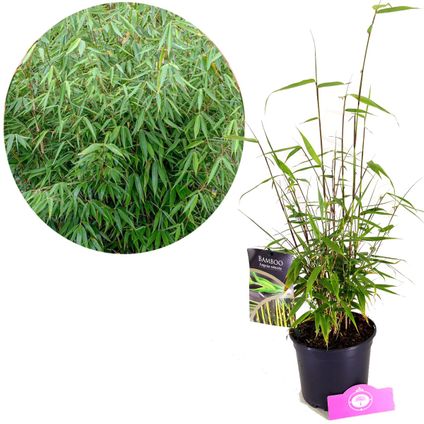 bambou Schramas.com Fargesia robusta + Pot 17cm