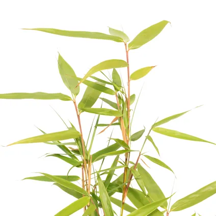 Schramas.com bamboe Fargesia robusta + Pot 17cm 2