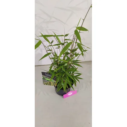 Schramas.com bamboe Fargesia robusta + Pot 17cm 3