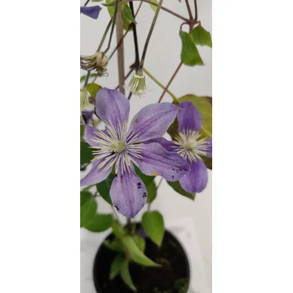 Schramas.com bosrank Clematis Violette + Pot 17cm 2