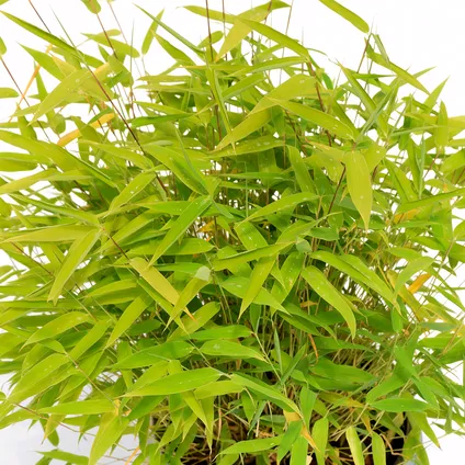 bambou Schramas.com Fargesia murieliae Art asiatique + Pot 17cm 2