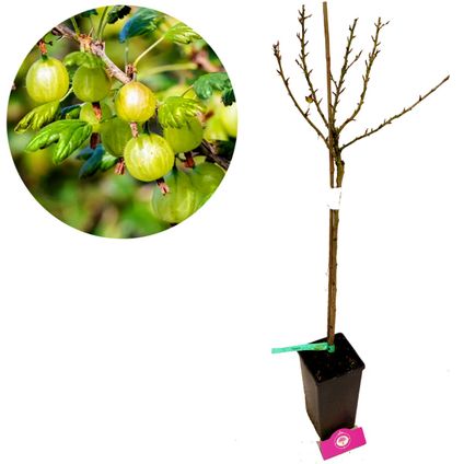Schramas.com kruisbes op stam Ribes uva crispa Invicta + Pot 19cm
