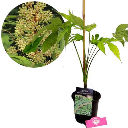 Schramas.com vingerplant Fatsia polycarpa Green Fingers + Pot 17cm
