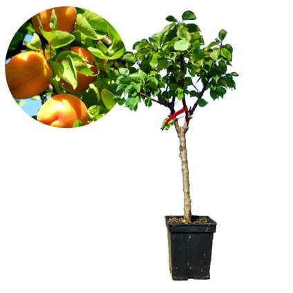Schramas.com dwerg abrikozenboom Prunus armeniaca + Pot 23cm