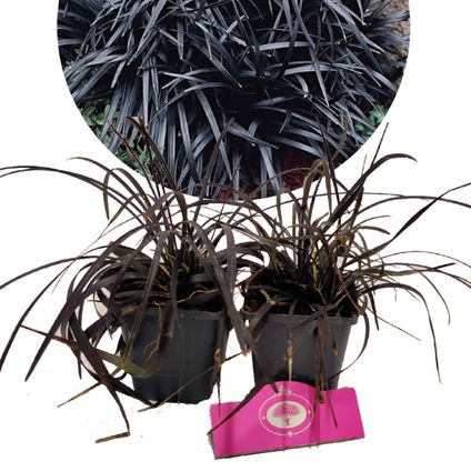 Schramas.com zwart gras Ophiopogon plan. Niger + Pot 9cm 12 stuks