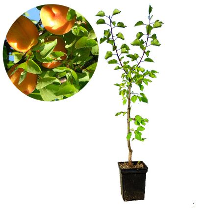 Schramas.com abrikoos Prunus armeniaca Diamant + Pot 23cm