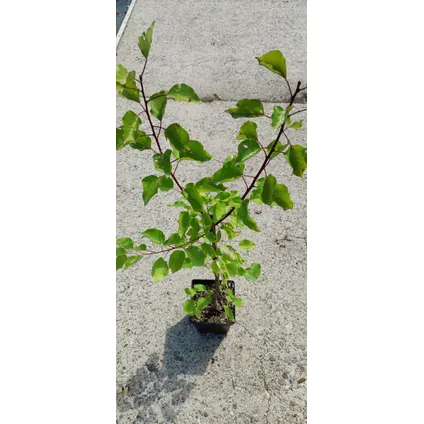 Schramas.com abrikoos Prunus armeniaca Diamant + Pot 23cm 3