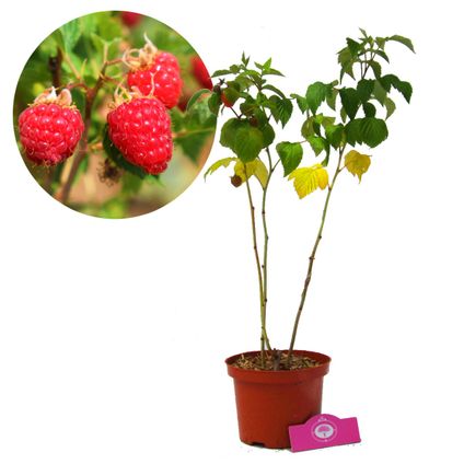 framboisier rouge Schramas.com Rubus idaeus Glen Ample + Pot 17cm.