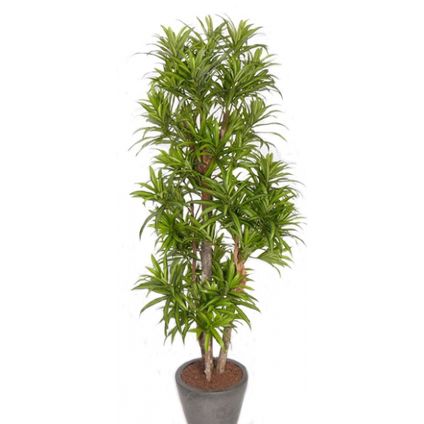 Bellatio flowers & plants Kunstplant - dracaena reflexa - 120 cm