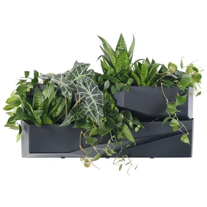 Prosperplast Verticale tuin - 2x - plantenbakken - antraciet - 78 cm 4