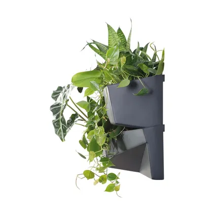 Prosperplast Verticale tuin - 2x - plantenbakken - antraciet - 78 cm 6