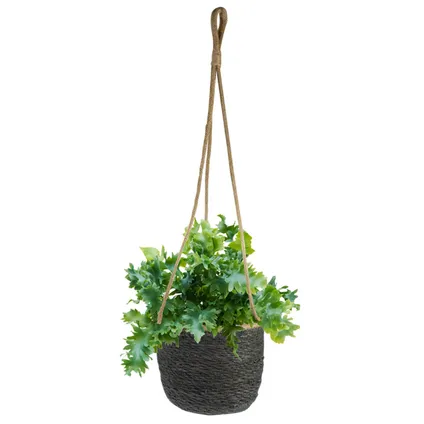 Ter Steege Plantenpot - hangend - grijs - zeegras - 17 x 14 cm 3