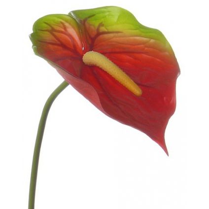 Bellatio flowers & plans Anthurium - rood met groen - 78 cm