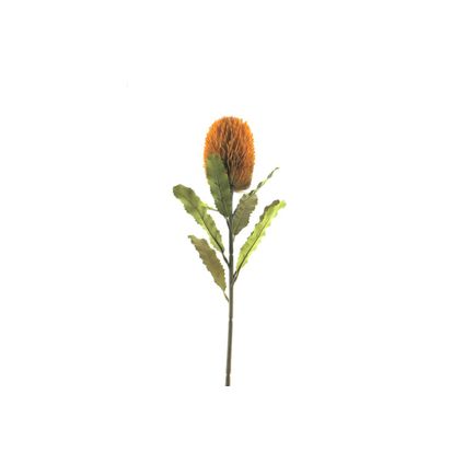 kunstbloem Banksia Momba 65 cm