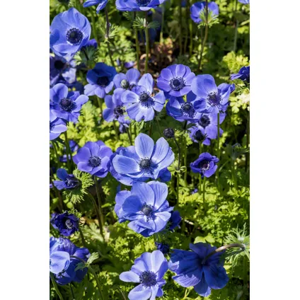 Bulb 'Bleu jardin' - Mélange de bulbes à fleurs - 125 pièces 4