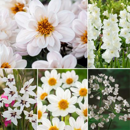 Bulb Garden White - Mélange de bulbes à fleurs - 250 pièces