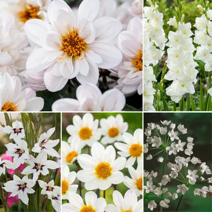 Bulb 'Jardin Blanc' - Mélange de bulbes à fleurs - 250 pièces