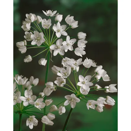Bulb 'Jardin Blanc' - Mélange de bulbes à fleurs - 250 pièces 4