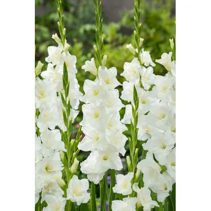 Bulb 'Jardin Blanc' - Mélange de bulbes à fleurs - 125 pièces 4