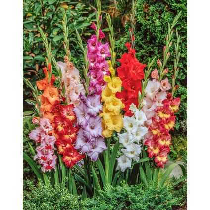 Gladiolus - Mélange de 60 - Bulbes de glaïeuls - Glaïeuls à grandes fleurs