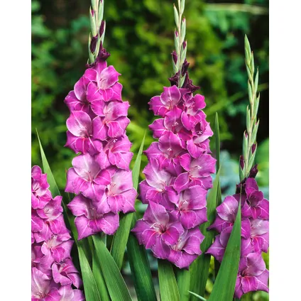 Gladiolus - Mélange de 60 - Bulbes de glaïeuls - Glaïeuls à grandes fleurs 3