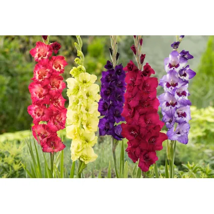 Gladiolus - Mélange de 60 - Bulbes de glaïeuls - Glaïeuls à grandes fleurs 4