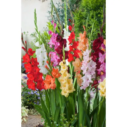 Gladiolus - Mélange de 60 - Bulbes de glaïeuls - Glaïeuls à grandes fleurs 6