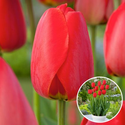 Tulipa Red Impression - Bulbes de fleurs x20 - Tulipe - Rouge