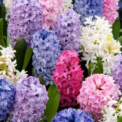 Hyacinthus Mix x10 - Jacinthe - Bulbes de fleurs résistantes